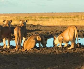 1 Day Masai Mara Game Drive