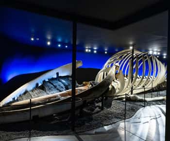 Húsavík: Whale Museum Entry Ticket