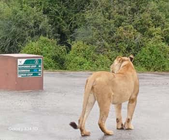 : Addo Elephant National Park Safari Half Day