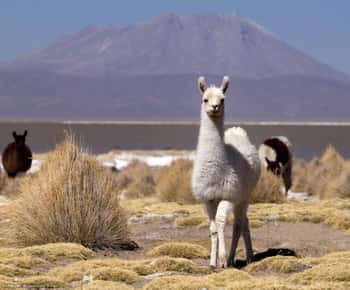 Salinas and Aguada Blanca National Reserve