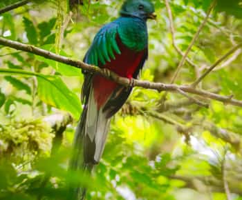 Monteverde: Cloud Forest Guided Walk