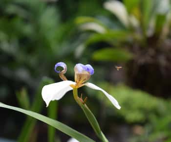 El Encanto: natural paradise & birdwatching in the heart of Colombia