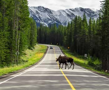 Best of Kananaskis PRIVATE SAFARI Tour + Custom Nature Walk