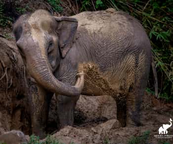 Phuket: Hidden Forest Elephant Reserve with Meal & Transfer