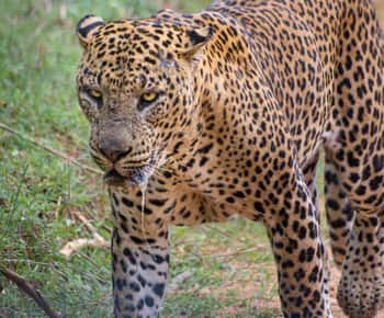 Wilpattu National park - Morning or Afternoon Safari