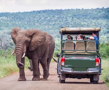 Depuis Johannesburg : Safari dans le Pilanesberg