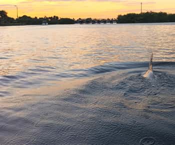 Cocoa Beach/Merritt Island: Guided Dolphin and Manatee Tour