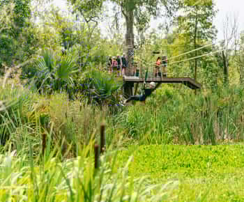 New Orleans: Swamp Zipline Tour