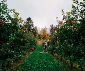 Ulvik: Cider Flight with 4 Types of Cider or Apple Juice