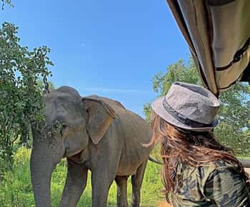 From Ella: Yala Safari with Tangalle/Mirissa/Galle Drop-off