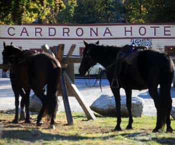 Cardrona Valley: Horse Trekking Experience