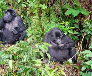 3-Day Gorilla Experience In Uganda