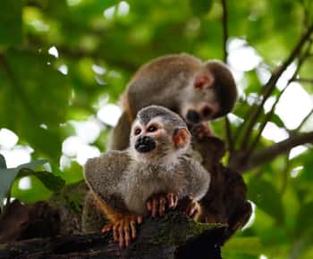 Parque Manuel Antonio: Visita guiada a pie con un naturalista