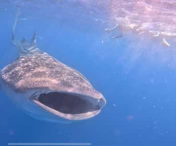 Isla Mujeres - Schnorcheln mit Walhaien und Mantarochen