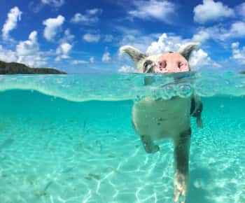 Nassau:Rose 3-Island Tour with Pigs,Turtles,Snorkel & lunch