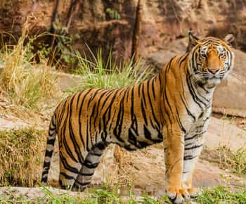 Desde Jaipur Excursión de un día al Parque Nacional de Ranthambore con Safari