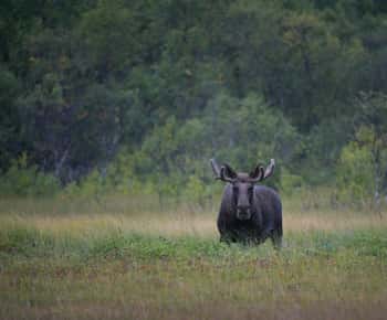 Bodø: Elch-Safari-Tour