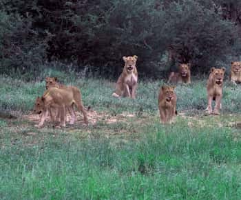 3 Day Kruger Safari Fly-In from Johannesburg