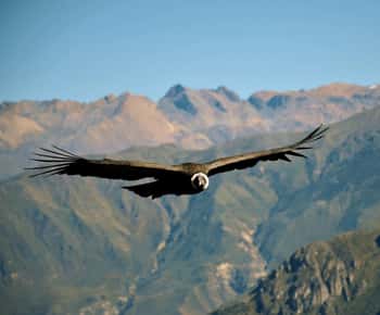 Tour de 2 días al Cañón del Colca en Arequipa con final en Puno.