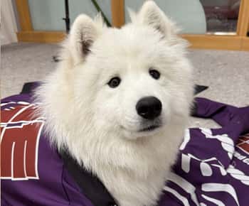 Tokyo Harajuku：30-Minute Samoyed Interaction Experience