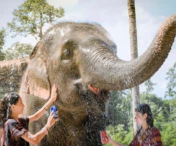Koh Samui: Opplevelse med fôring og dusjing av elefanter