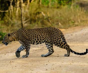 De Mirissa/Galle/Tangalle - Excursão Yala Leopard Safari