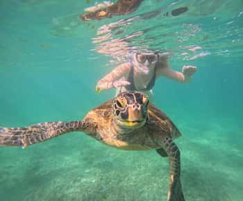 Mirissa : une expérience de plongée avec tuba inoubliable en compagnie des tortues