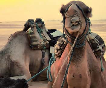 Full-Day Star Wars Jeep Safari: Ksar Ghilane & Matmata