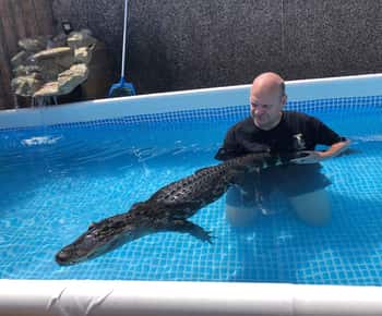Bristol: Experiență de înot în crocodil cu prânz x2