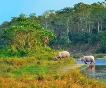 2 Days Chitwan Jungle Safari Tour from Pokhara/Kathmandu