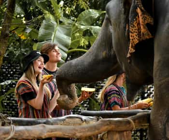 Phuket: Ethisch voederen met olifanten in Jungle Sanctuary