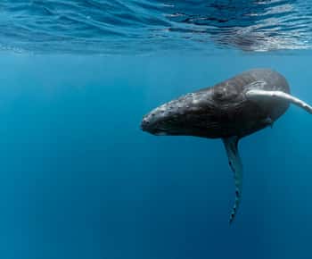 Parque Nacional Marino Ballena: Avistamiento de ballenas en Uvita