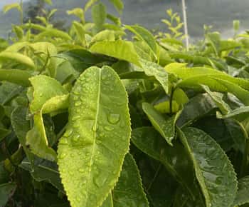 De Kochi a Munnar: Eravikulam, finca de té y cascadas