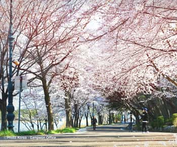 Seoul: Korea Spring Cherry Blossom Day Tour