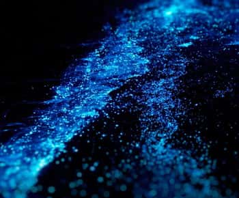 Bioluminescence Night Paddle