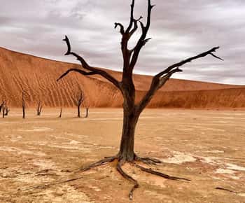 Sossusvlei: Dagtrip