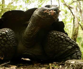 Galapagos Intensive 5 giorni, base a terra (3 isole)