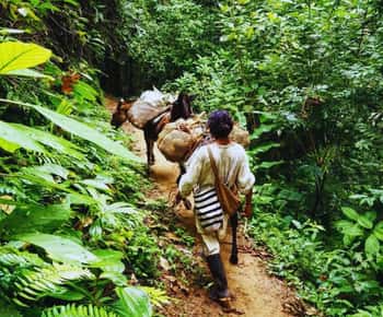 Trekking History and Indigenous Heritage in Minca + Cacao & Coffee + Waterfall
