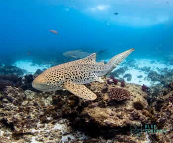 Byron Bay: Passeio de mergulho com snorkel em Julian Rocks "Nuthungulli"