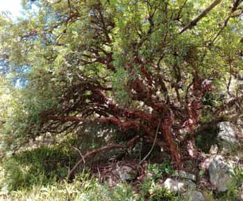 Vanuit Córdoba: Wandeling door het Tabaquillos-bos en naar de Lampazos-waterval met lunch