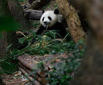 Chengdu: Half-Day Panda Base Tour with Guide Option