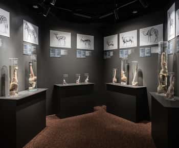 Reykjavik: Inngangsbillett til det islandske fallologiske museet
