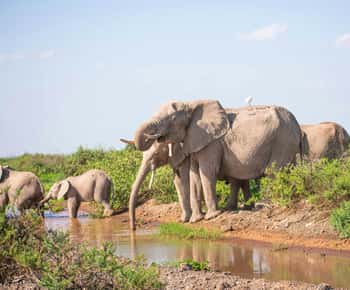 Nairobi: Day Tour to Amboseli National Park & Maasai Village
