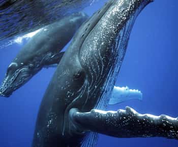 Uvita: Crucero de avistamiento de ballenas por el Parque Nacional Marino Ballena