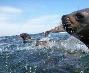 Lima: Besuch der Insel Palomino + 4 Inseln von Callao + Schwimmen mit Seelöwen