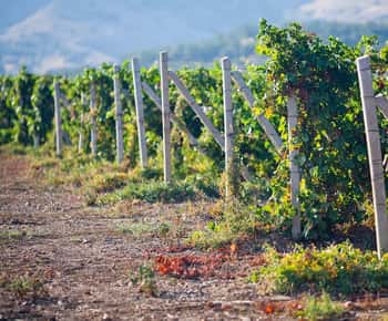 Ica | Huacachina: Viñedos de Vino y Pisco | Tour de Cata