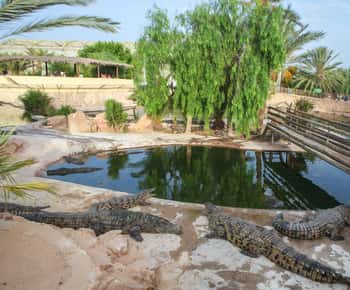 Half Day Tour in Djerba Island with Crocodile Encounter
