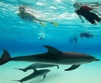 From Nungwi: Mnemba Island Dolphin Watching and Snorkeling