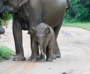 Safari i Udawalawe från Hambantota hamn (landutflykt)