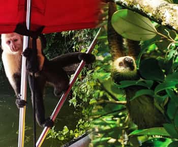 Panama Canal: Monkey Island and Jungle Hike Eco Tour
